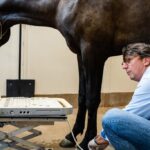 Vet using ultrasound on horse's leg.