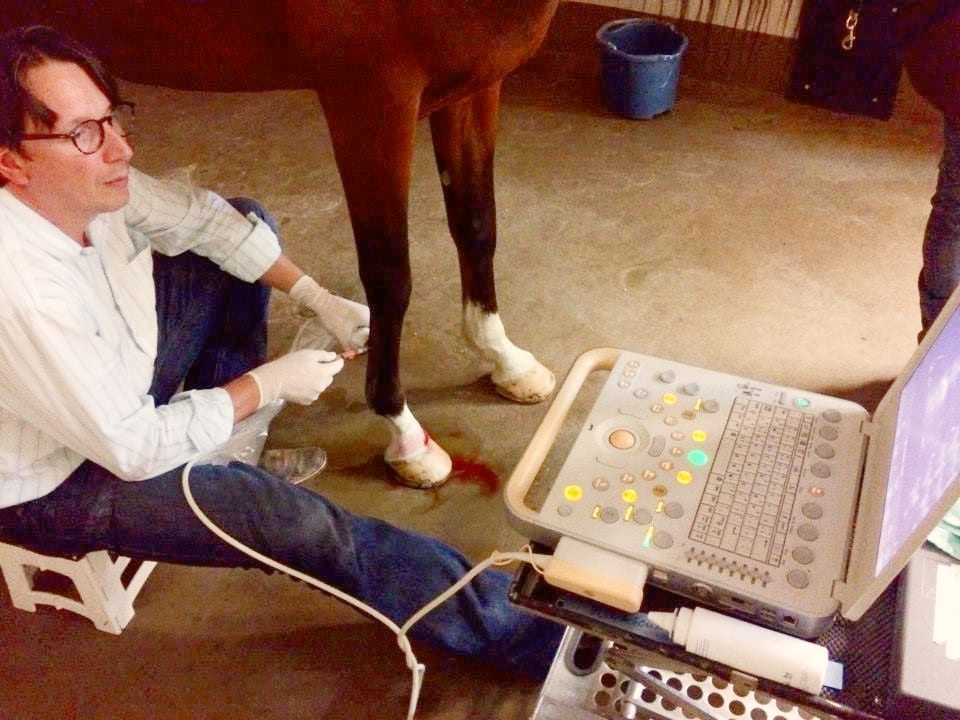 Veterinarian using ultrasound on horse leg.