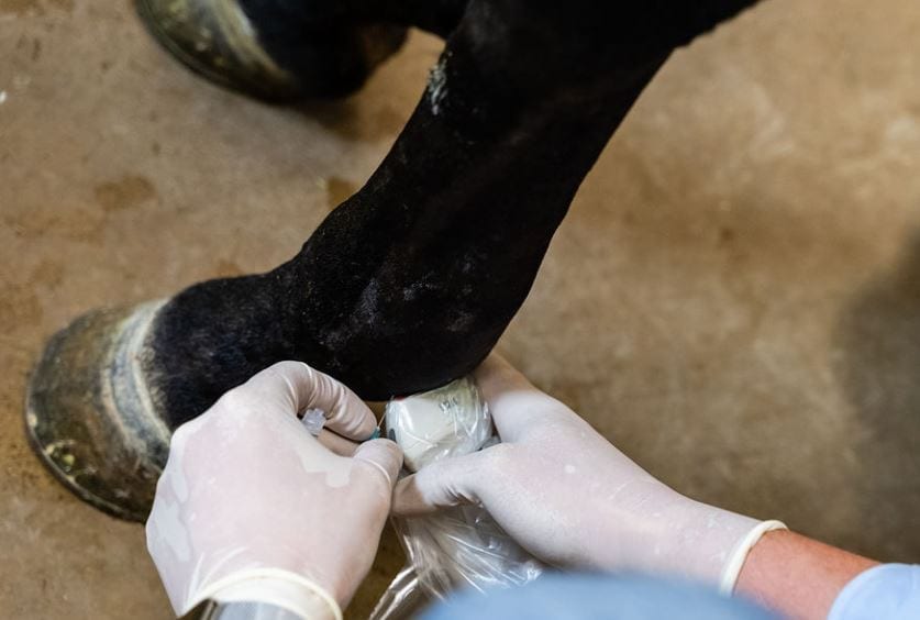 Ultrasound-guided injection on a horse