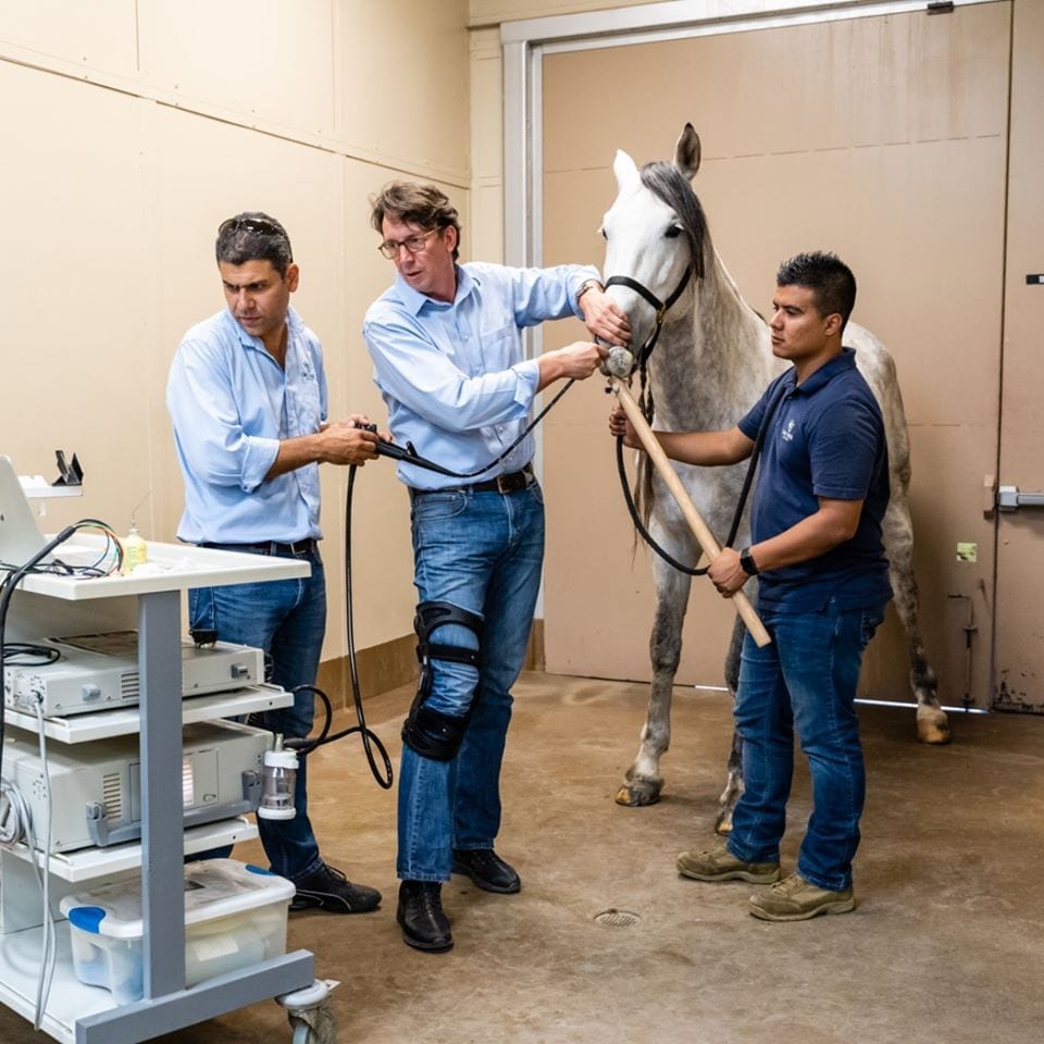 Veterinarians examining a horse.