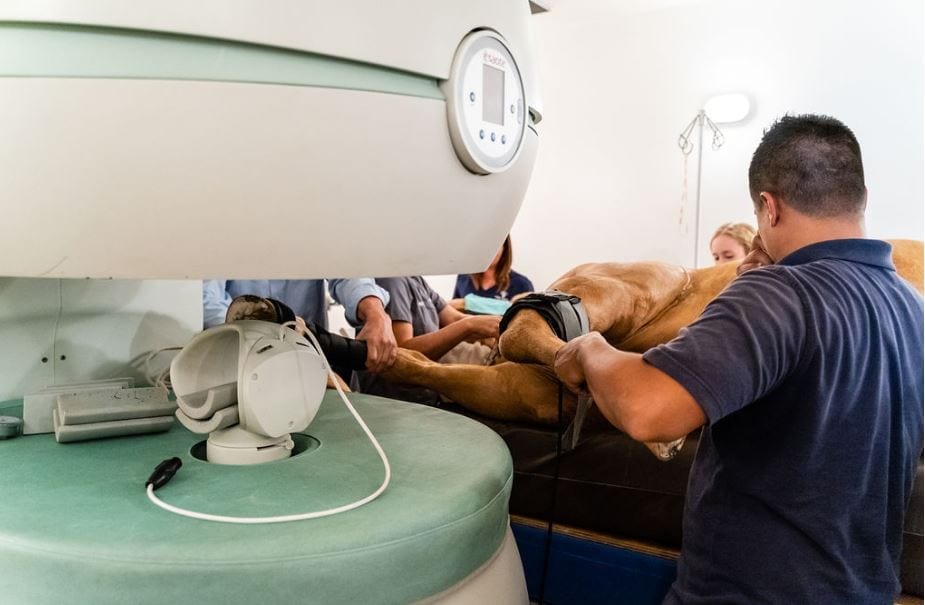 Equine MRI Scanning