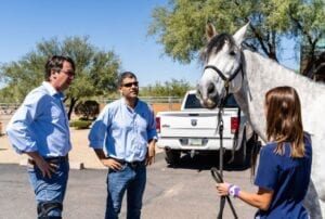 Three people examining a gray horse.