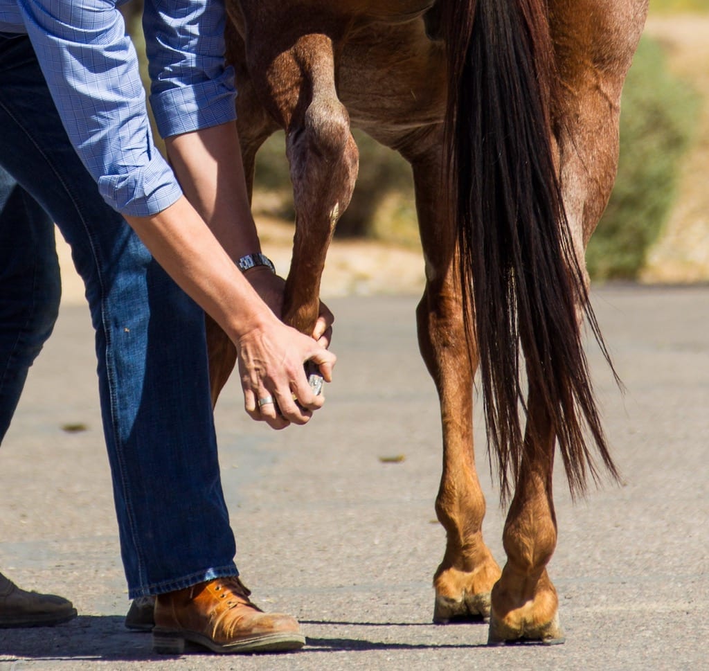 Person examining horse's hoof.