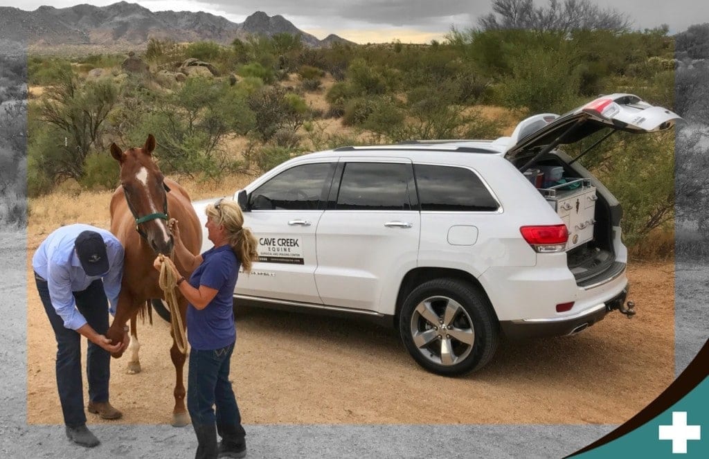 Horse examined by vets in the desert.