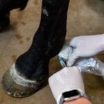 Horse leg receiving injection with ultrasound.