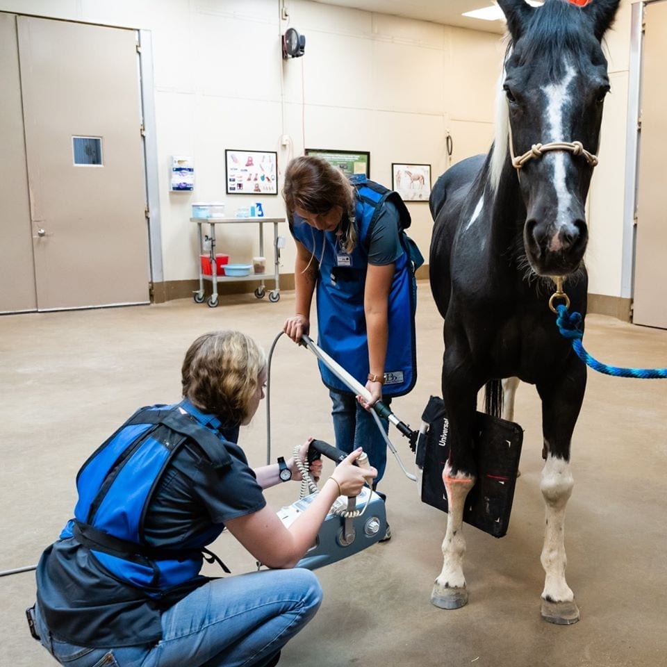 Veterinarians using ultrasound on horse leg.