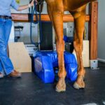 Horse leg scan in mobile clinic.