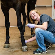 equine sports medicine – About Cave Creek Equine™