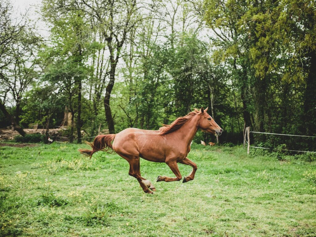 Brown horse galloping in a field.