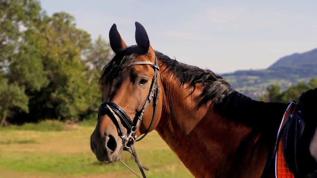 Brown horse wearing bridle outdoors.