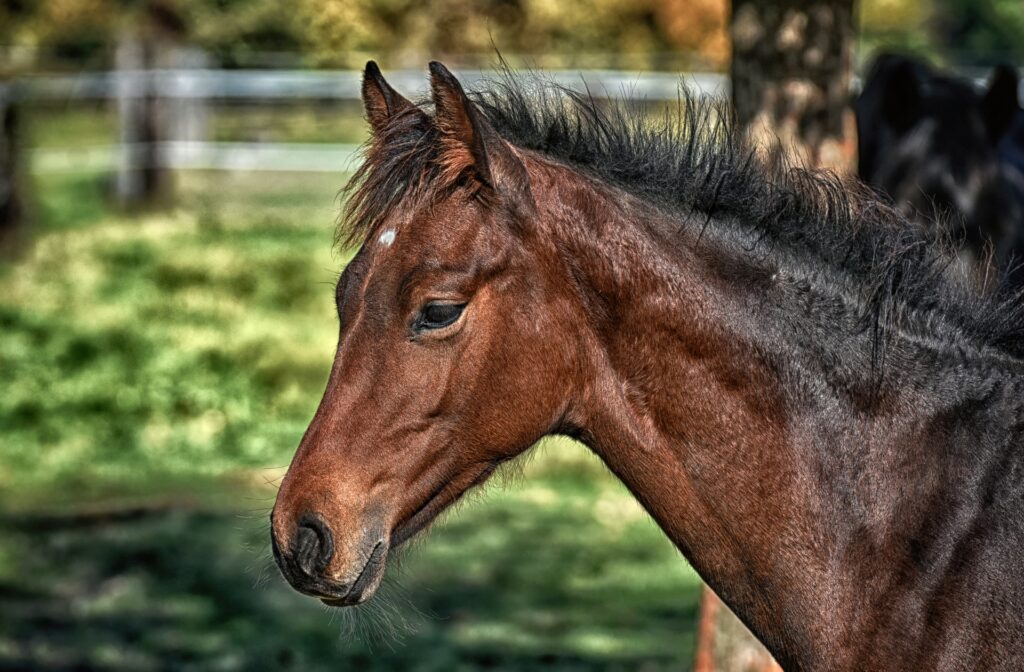 Brown foal's head and neck.