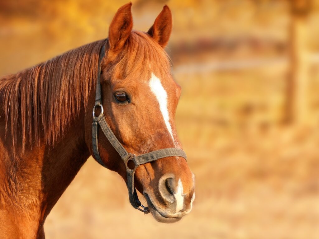 Here's an alt tag for the image: Chestnut horse wearing halter.