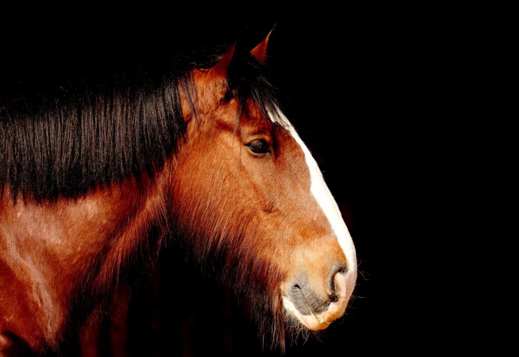 Brown horse profile, dark background.