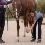 Woman examining horse's leg.