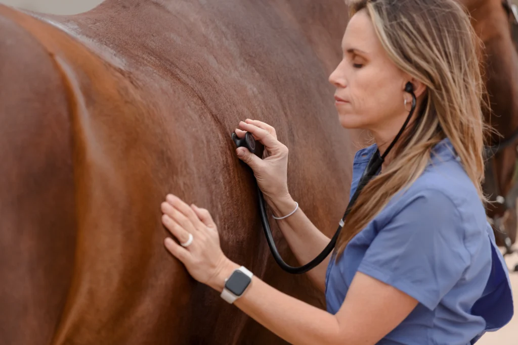 Vet examining brown horse with stethoscope.