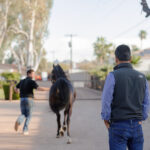 Man watches horse and handler training.