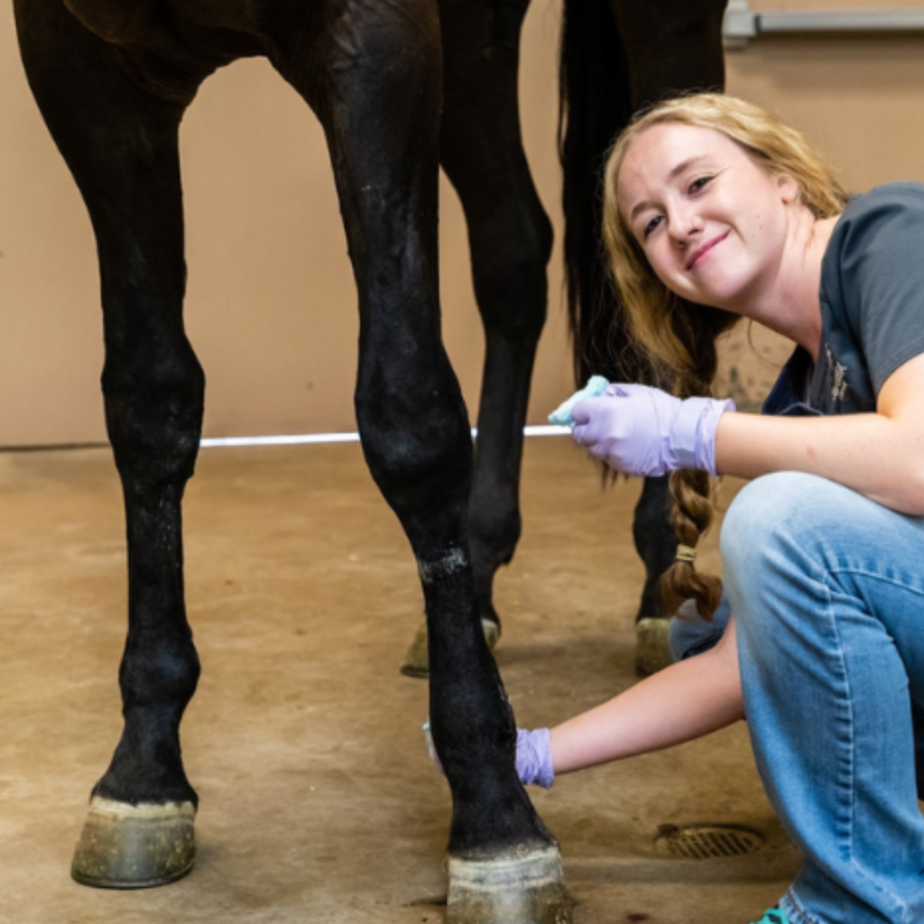 Cave Creek Equine Staff