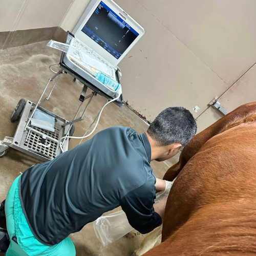 Equine Ultrasound