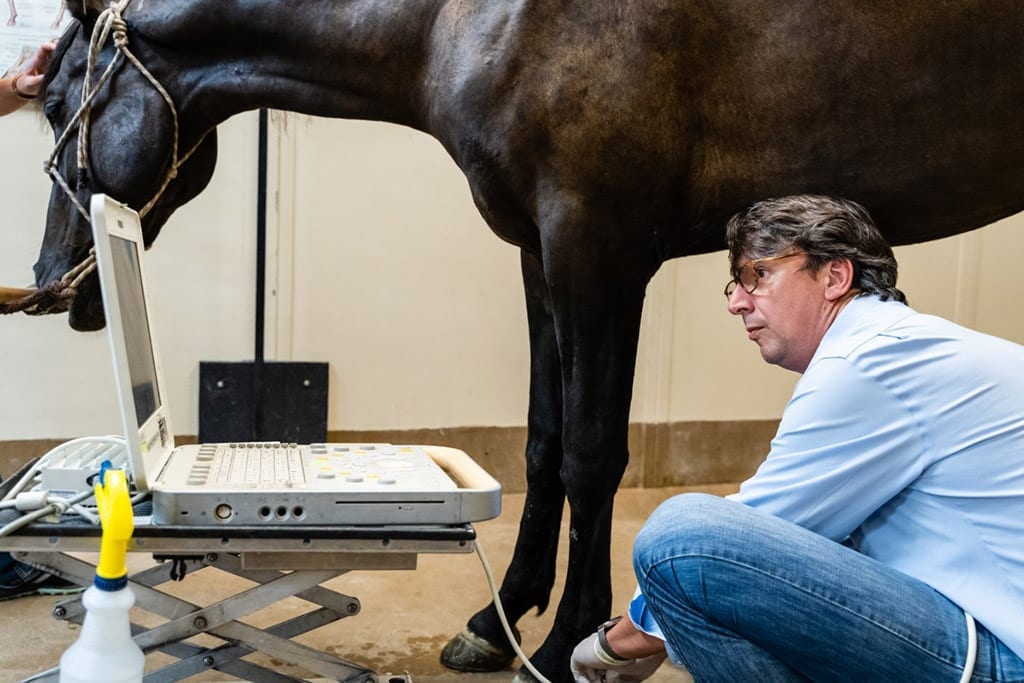 Vet using ultrasound on horse's leg.