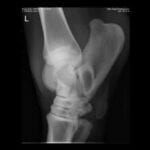 Lateral radiograph of equine fetlock joint.