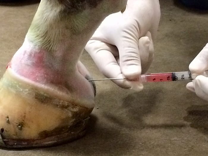 Horse's leg receiving injection.