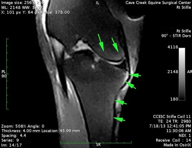 Equine stifle MRI, sagittal view.