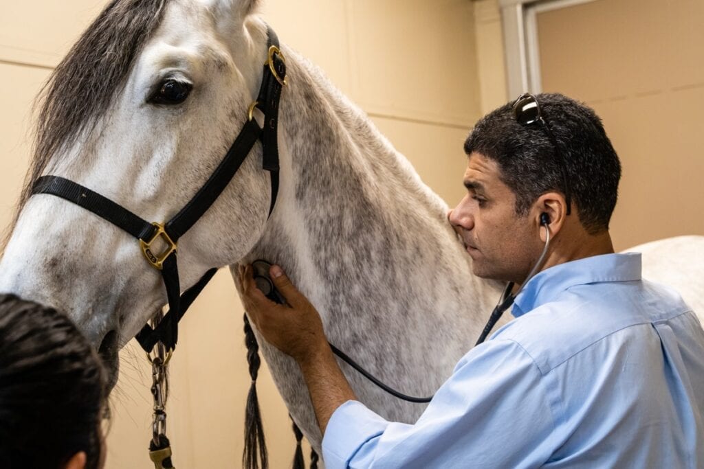 Vet examining a grey horse's chest.