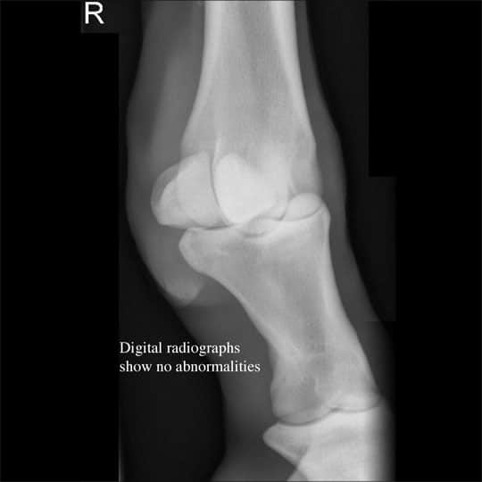 Normal equine hock radiograph.