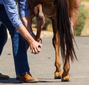 Lameness evaluation