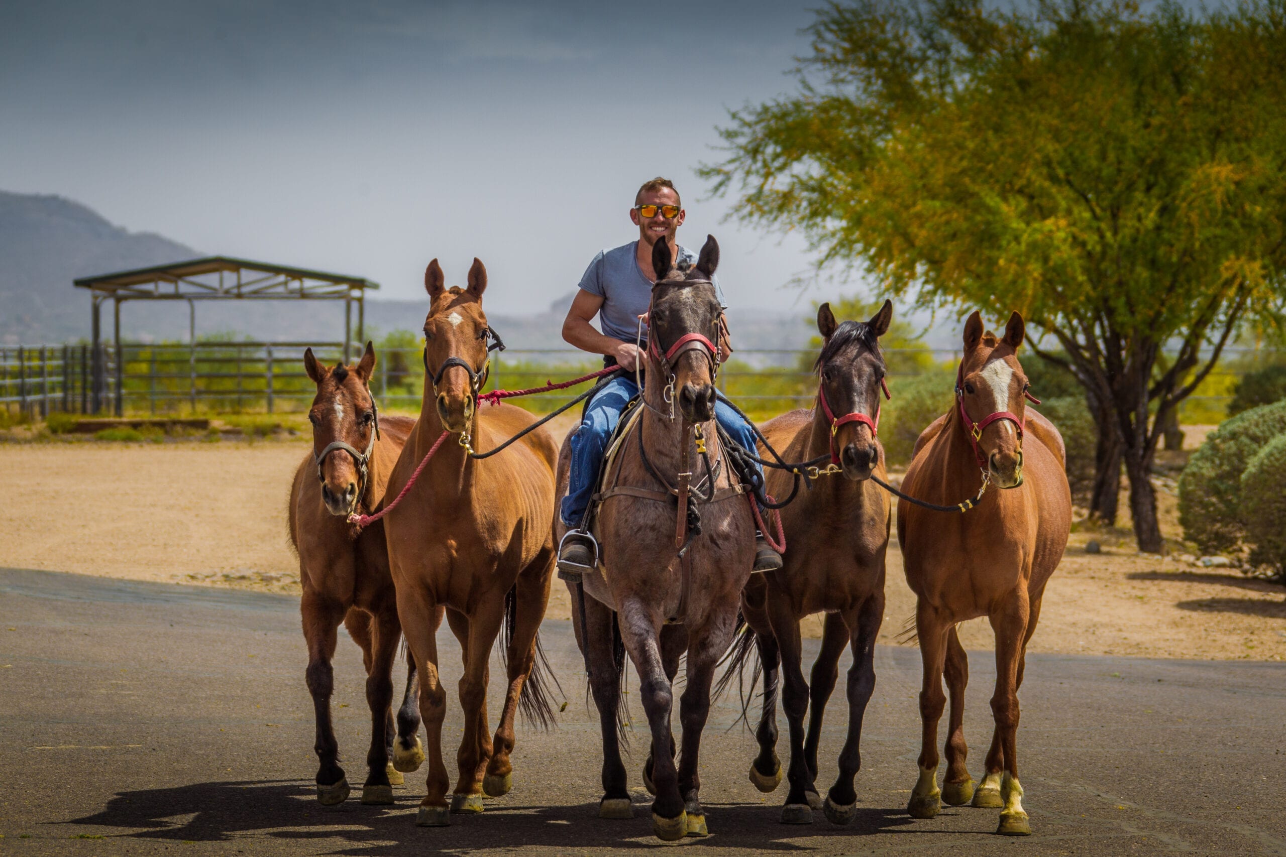 horse-evaluations-equine-evaluations