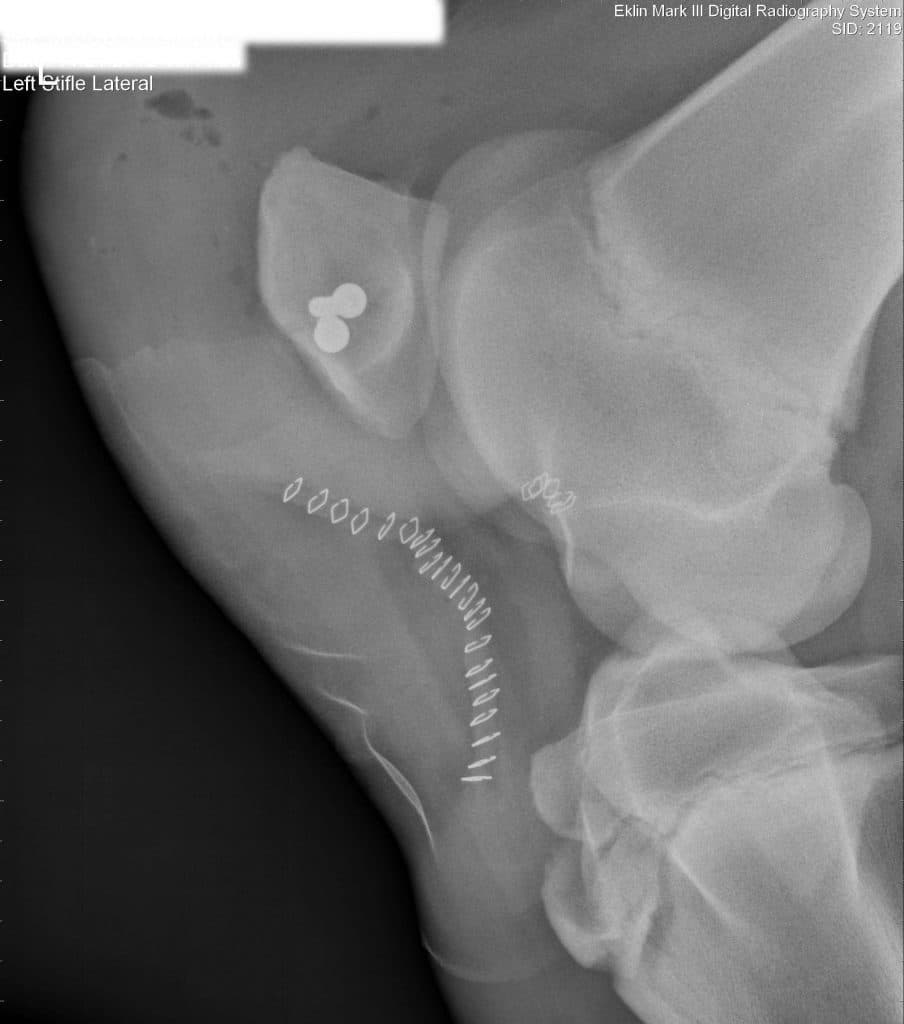 equine patella fracture radiograph