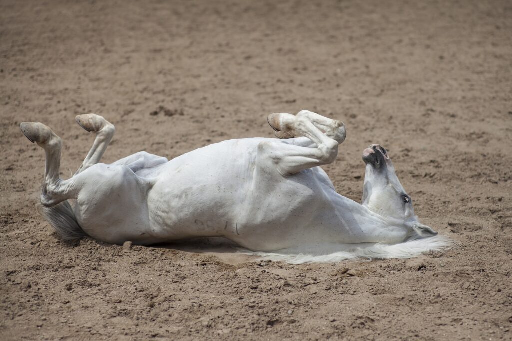 White horse rolling in dirt.