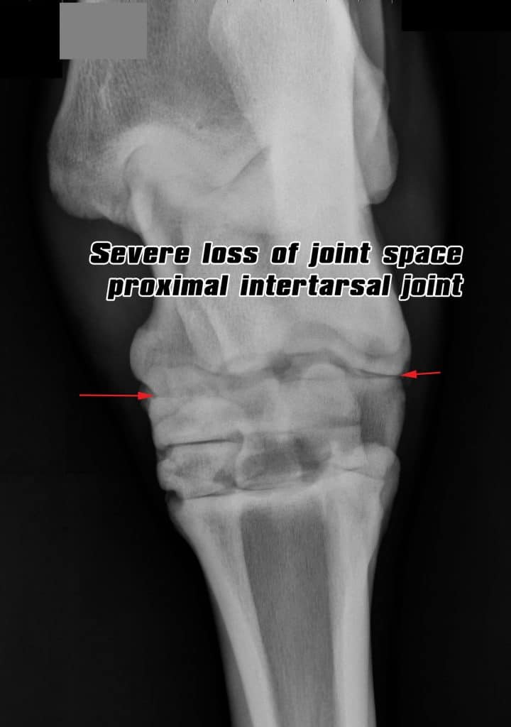 horse Hock arthritis lack of joint space