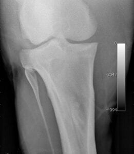 Here's an alt tag for the image: `X-ray of a horse's leg`