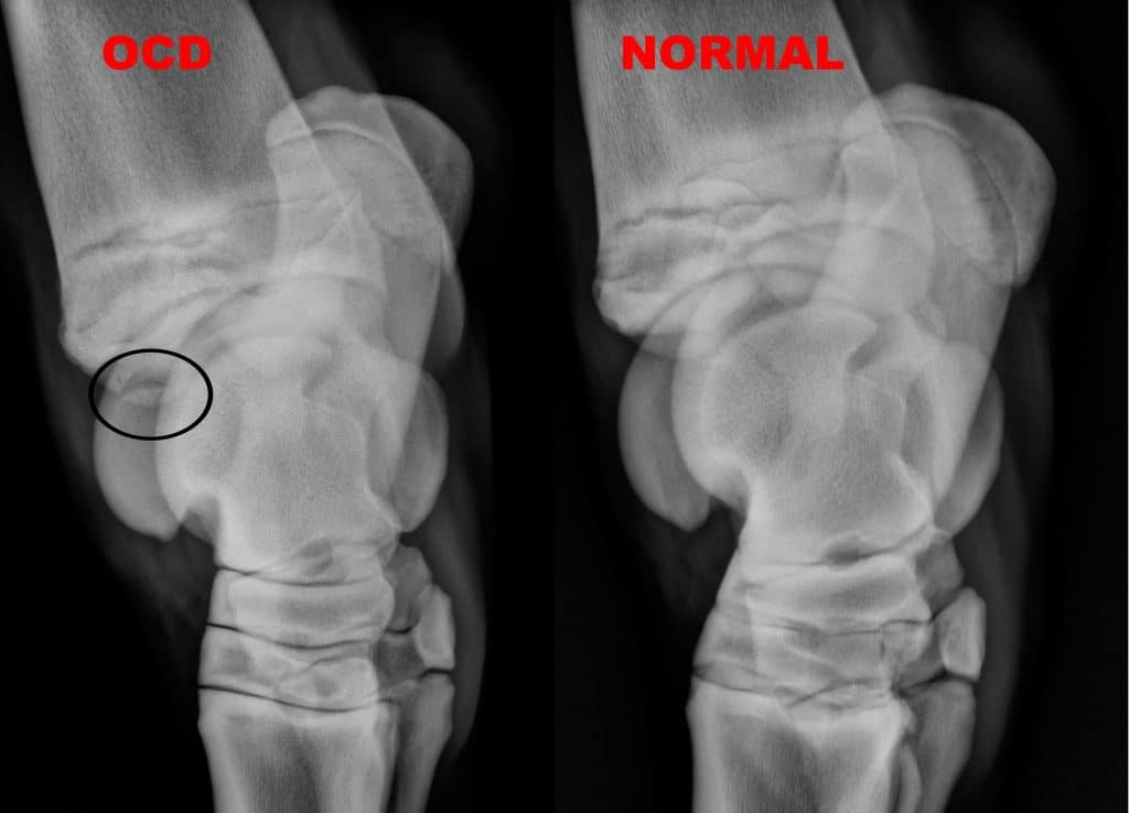 OCD and normal equine joint x-rays.