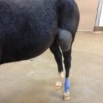 Here's an alt tag for the image: Horse's leg with a large bruise.