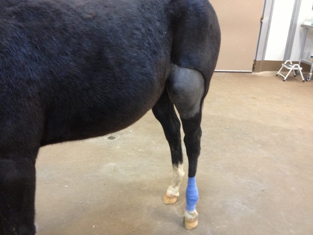 Horse's leg with bandage and swelling.