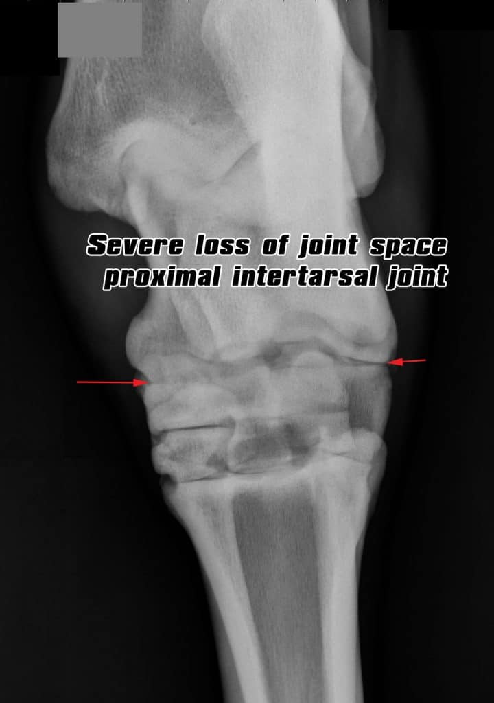 X-ray: severe proximal intertarsal joint loss.