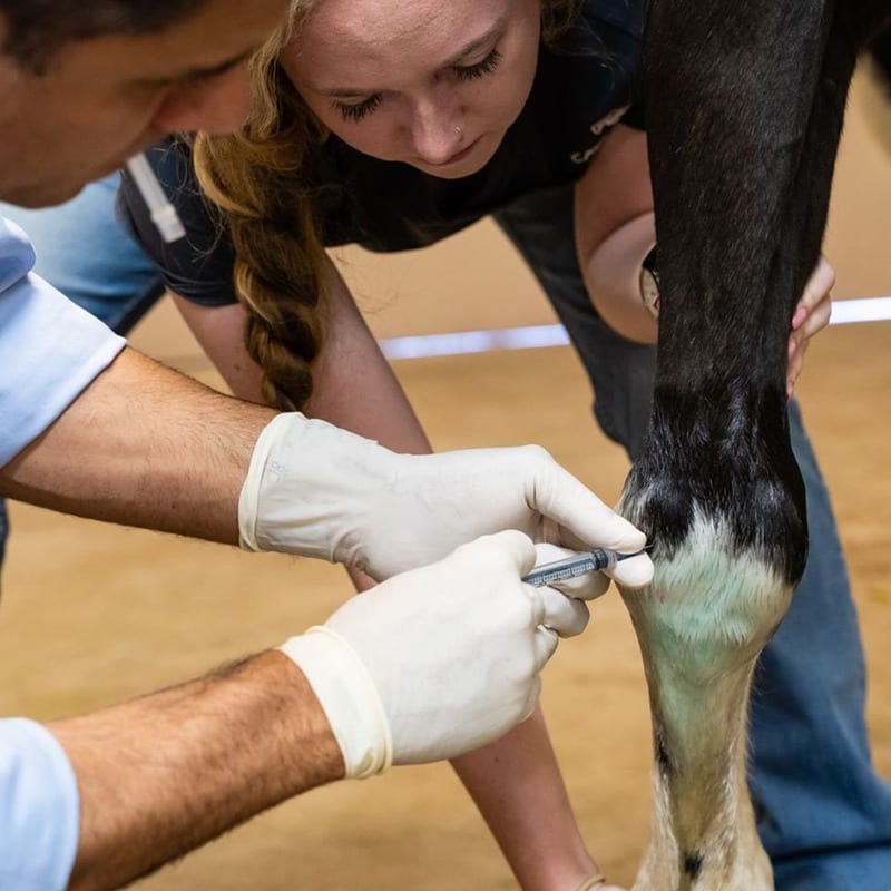 equine parasite control horse parasite control