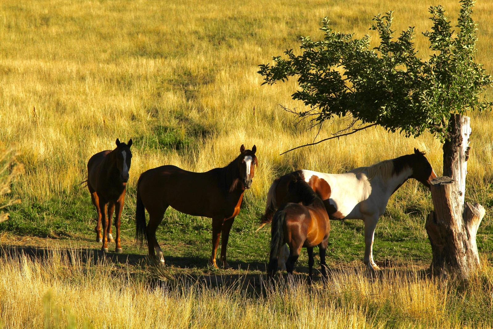 – How to Take Care of Your Horse During the Summer