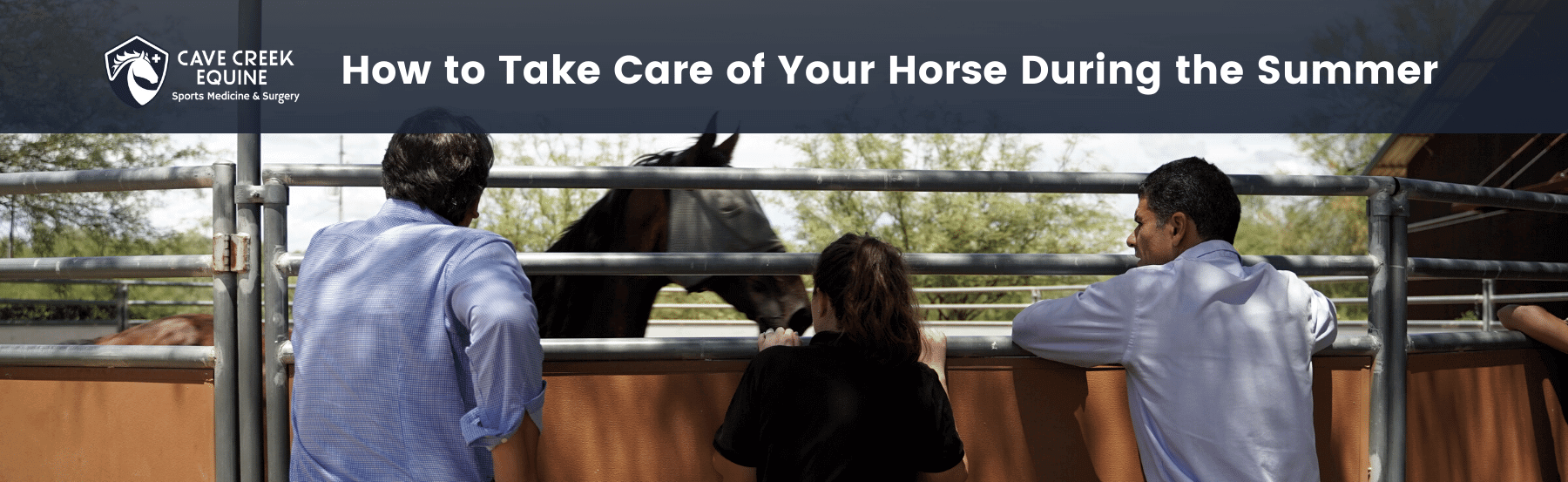 Horse summer care tips for owners.