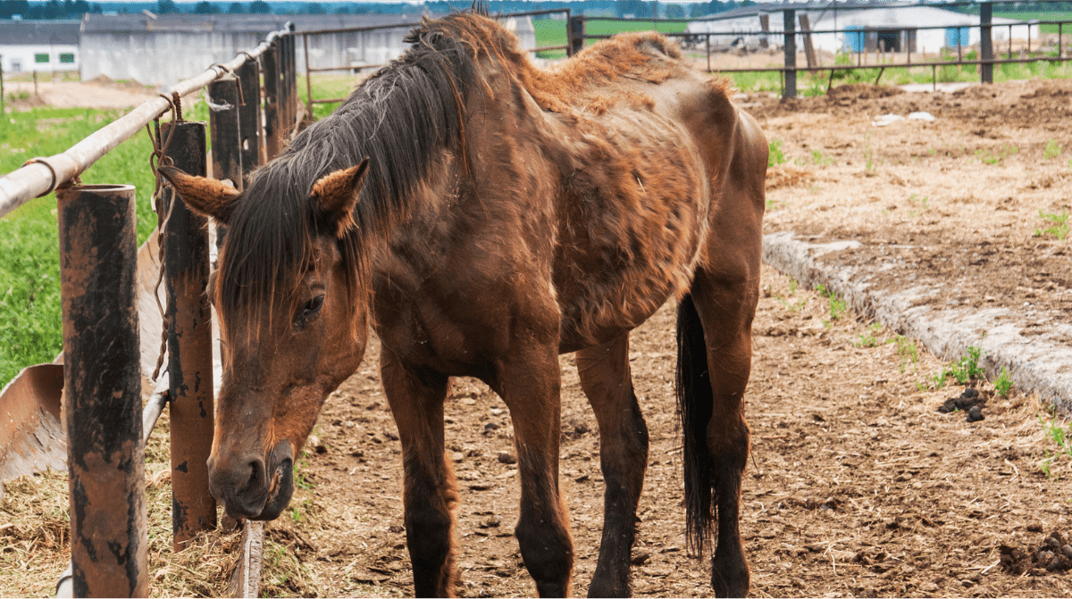 Common Diseases in Horses: Vital Prevention Tips