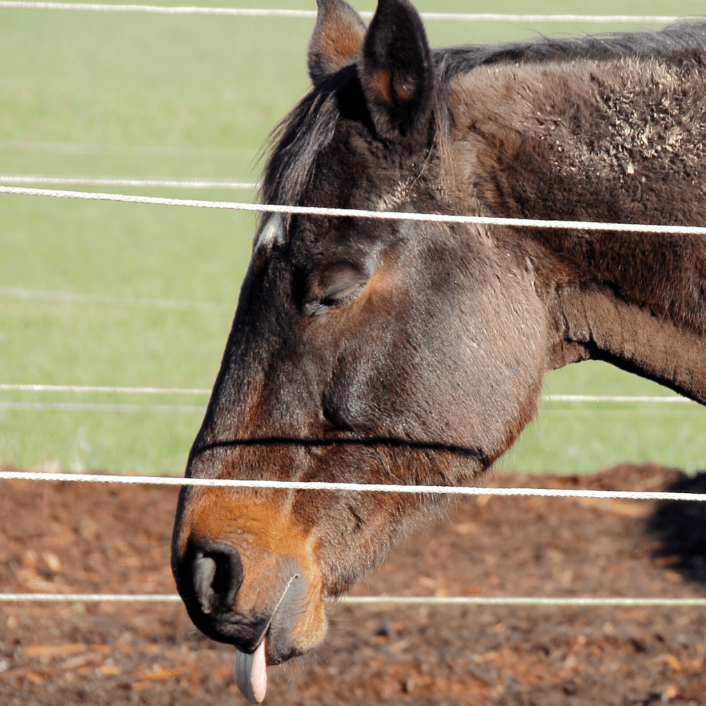 common-horse-disease-botulism