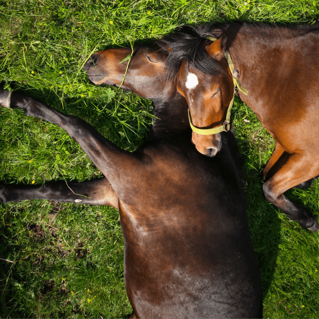 enchephalomyelitis-common-horse-disease