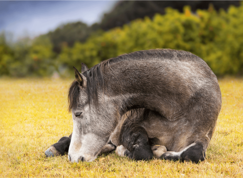 Equine-Protozoal-Myelencephalitis-common-horse-disease