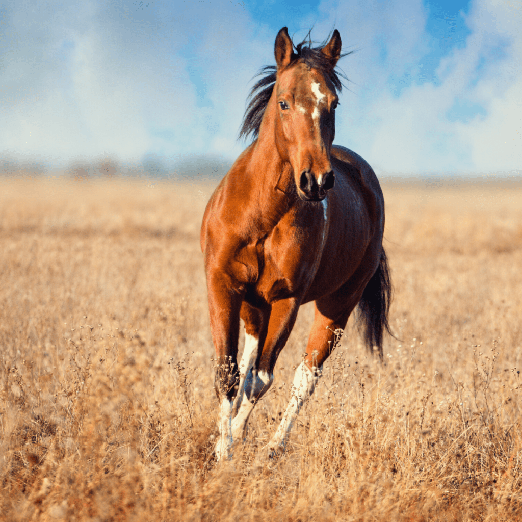 common-horse-disease-2