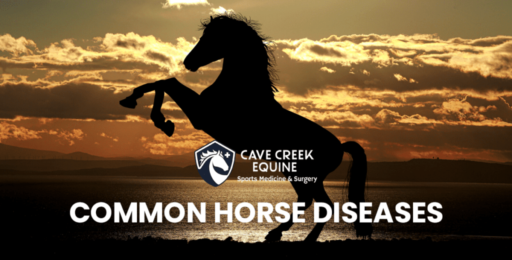 Common Horse Diseases – Cave Creek Equine