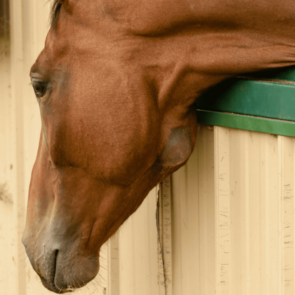 strangles-common-horse-disease