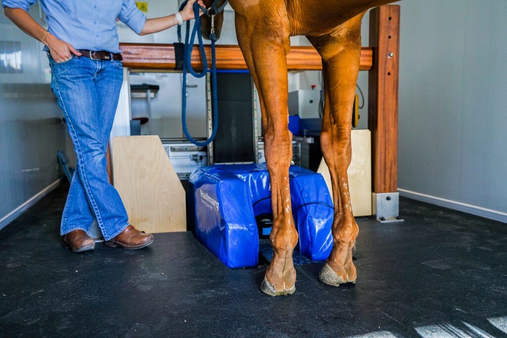 Horse leg scan in mobile clinic.