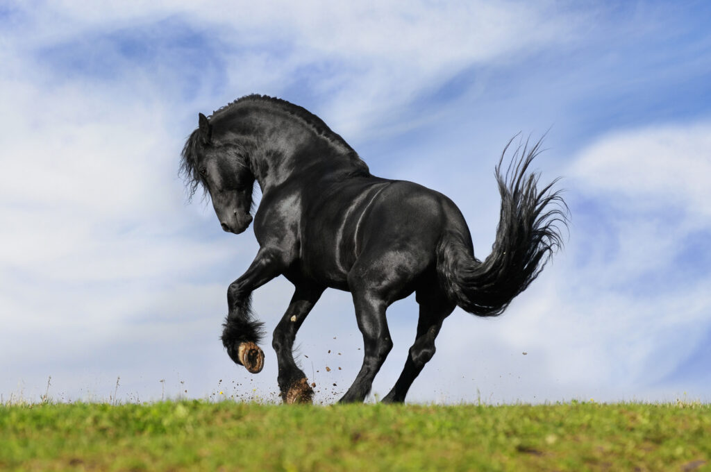 horse-muscle-disease-1